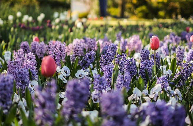 Property market set to blossom this spring